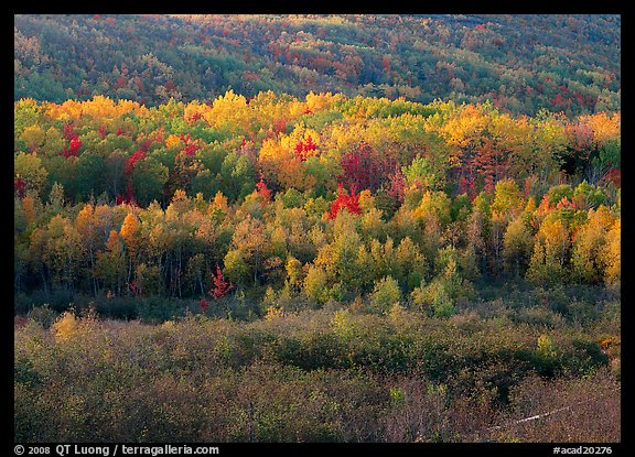 Mosaic of autumn color trees on hillside. Acadia National Park, Maine, USA.