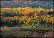 Mosaic of autumn color trees on hillside. Acadia National Park, Maine, USA.