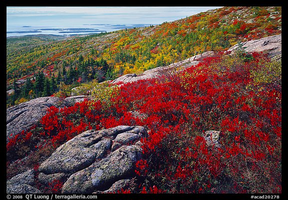Shrubs and granite slabs on Cadillac mountain. Acadia National Park (color)