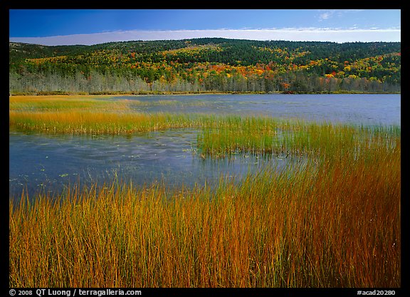 Reeds, pond, and hill with fall color. Acadia National Park (color)