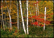 White birch and maples in autumn. Acadia National Park, Maine, USA. (color)