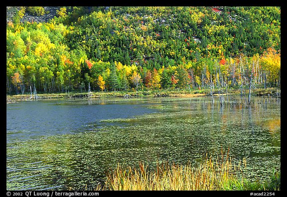 Pond and autumn colors. Acadia National Park, Maine, USA.
