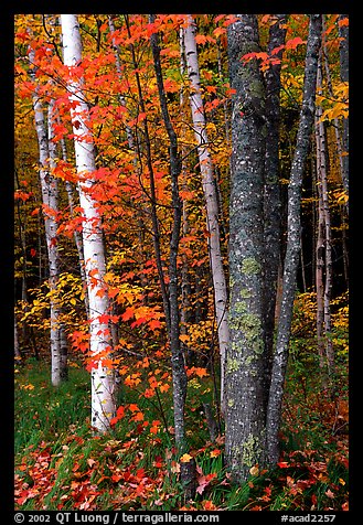 Bouquet of trees in fall colors. Acadia National Park (color)