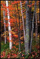 Bouquet of trees in fall colors. Acadia National Park, Maine, USA.