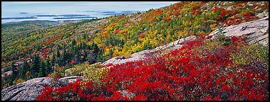 Autumn landscape with brightly colors shrubs and trees. Acadia National Park (Panoramic color)