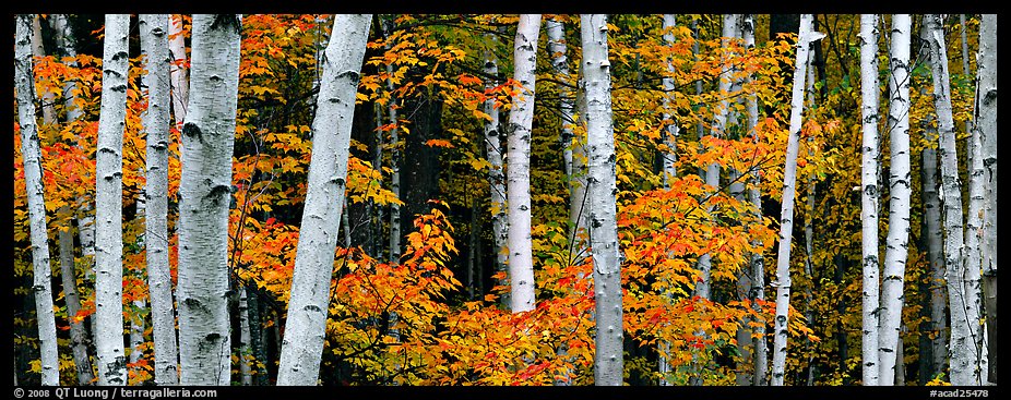 White birch trees and orange-colored maple leaves in autumn. Acadia National Park (color)