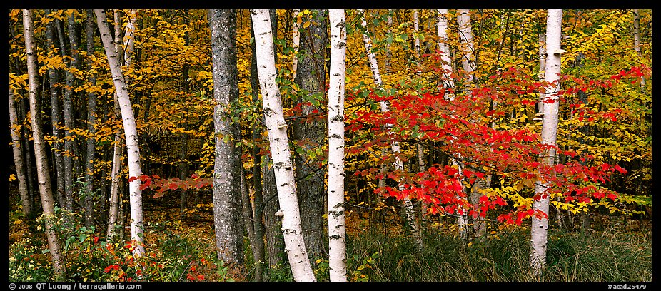 Forest scene in the fall with birch and maples. Acadia National Park (color)