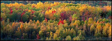 Distant trees in fall foliage. Acadia National Park (Panoramic color)
