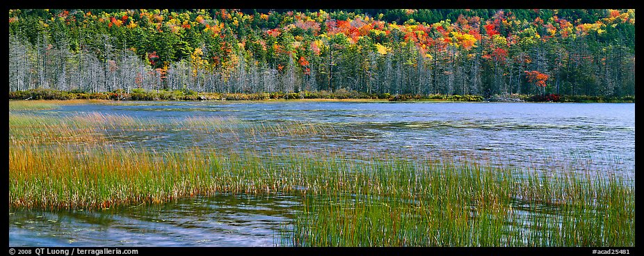 Pond, reeds and trees in autumn. Acadia National Park (color)