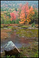 Pond in the rain with trees in fall foliage. Acadia National Park ( color)