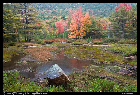 Pond in rainy weather and trees in autumn foliage. Acadia National Park (color)