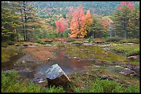 Pond in rainy weather and trees in autumn foliage. Acadia National Park ( color)