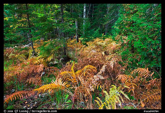 Forest undergrowth in autumn. Acadia National Park, Maine, USA.