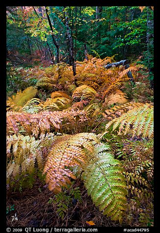 Moving ferns in autumn colors. Acadia National Park, Maine, USA.