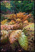 Moving ferns in autumn colors. Acadia National Park, Maine, USA. (color)