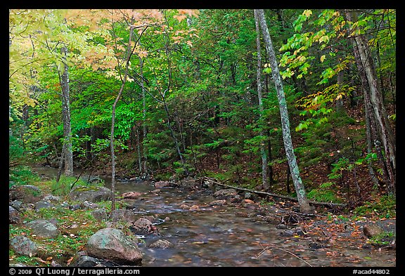 Forest stream in the fall. Acadia National Park, Maine, USA.