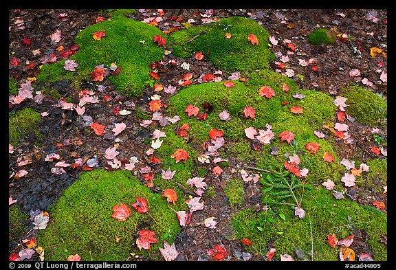 Green moss with red maple leaves. Acadia National Park (color)