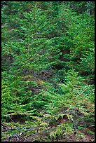 Pine saplings. Acadia National Park, Maine, USA. (color)