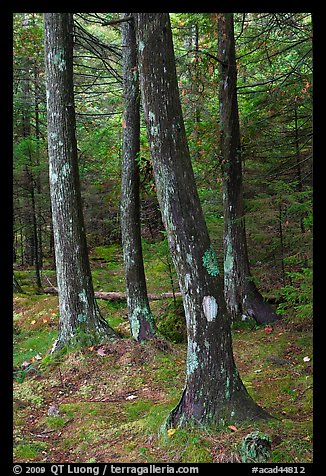 Trees and moss. Acadia National Park, Maine, USA.