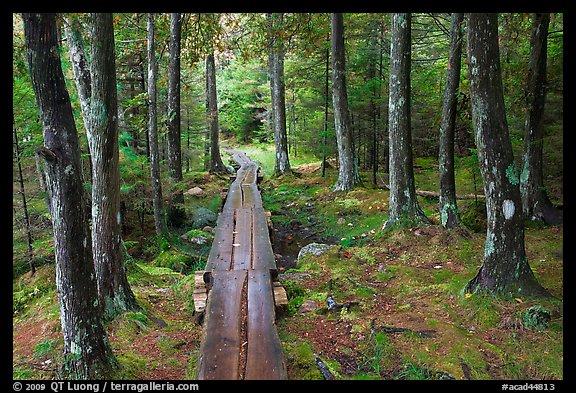 Boardwalk in wet forest environment. Acadia National Park, Maine, USA.