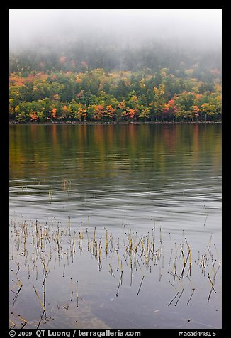 Reeds and hillside in fall foliage on foggy day. Acadia National Park, Maine, USA.