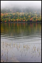 Reeds and hillside in fall foliage on foggy day. Acadia National Park, Maine, USA.