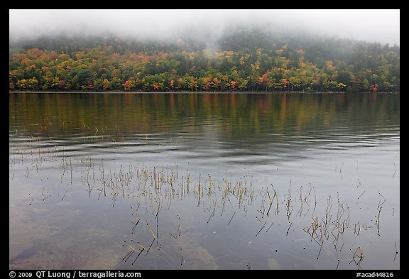 Reeds, hillside in autumn foliage, and fog, Jordan Pond. Acadia National Park, Maine, USA.