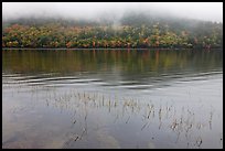 Reeds, hillside in autumn foliage, and fog, Jordan Pond. Acadia National Park, Maine, USA. (color)