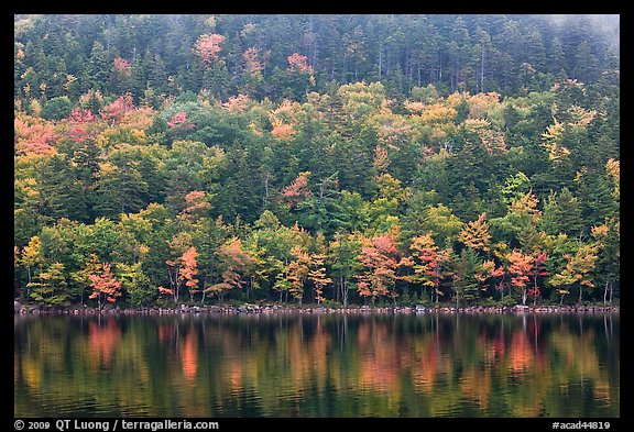 Hillside with trees in autumn colors and pond reflections. Acadia National Park, Maine, USA.