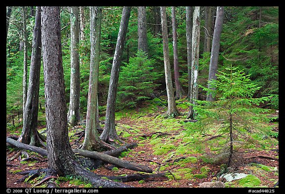 Pine saplings and tree trunks. Acadia National Park, Maine, USA.