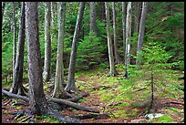 Pine saplings and tree trunks. Acadia National Park ( color)
