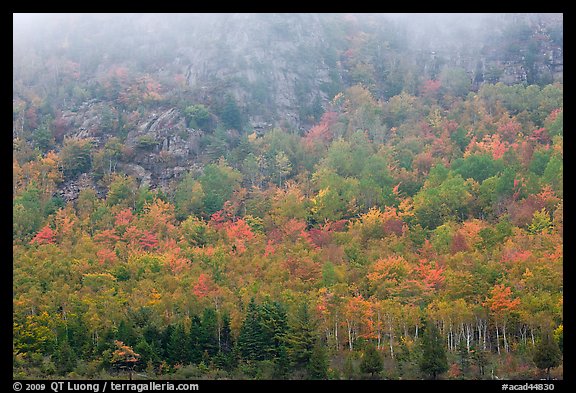 Trees in fall foliage on hillside beneath cliff with fog. Acadia National Park, Maine, USA.