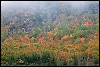 Trees in fall foliage on hillside beneath cliff with fog. Acadia National Park, Maine, USA.