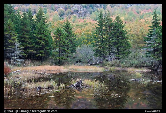 Pond and pine trees. Acadia National Park (color)