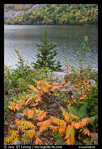 Ferns in autumn color, pine tree, and Jordan Pond. Acadia National Park, Maine, USA.