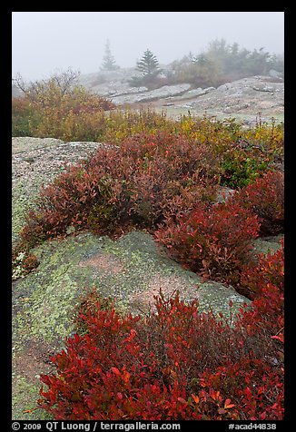 Lichen-covered rocks and red berry plants in fog, Cadillac Mountain. Acadia National Park, Maine, USA.