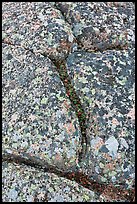 Granite slab with cracks and lichen, Mount Cadillac. Acadia National Park, Maine, USA. (color)