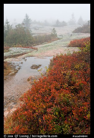 Berry plants in autumn foliage on Mount Cadillac during heavy fog. Acadia National Park, Maine, USA.