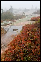 Berry plants in autumn foliage on Mount Cadillac during heavy fog. Acadia National Park, Maine, USA.