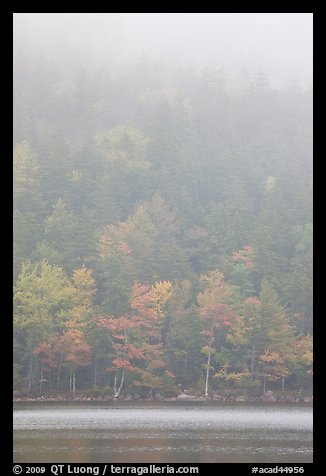 Hillside in fog above Jordan Pond. Acadia National Park, Maine, USA.