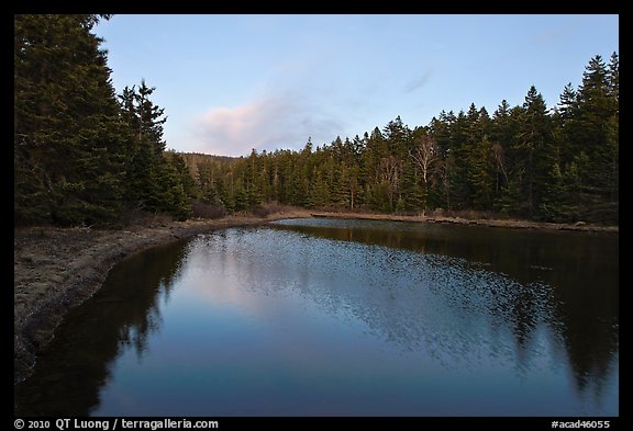 Pond and trees, Schoodic Peninsula. Acadia National Park, Maine, USA.