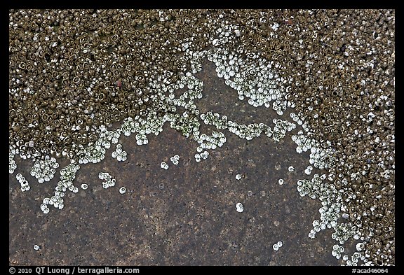 Close-up of shells on rocks, Schoodic Peninsula. Acadia National Park (color)