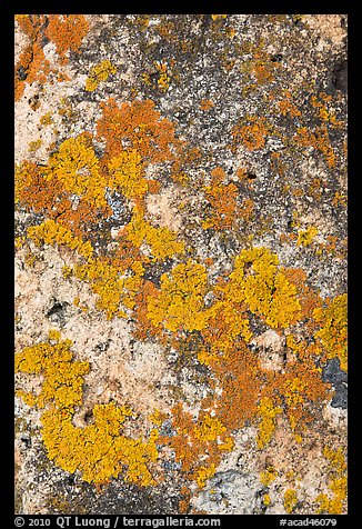 Lichens close-up, Schoodic Peninsula. Acadia National Park, Maine, USA.
