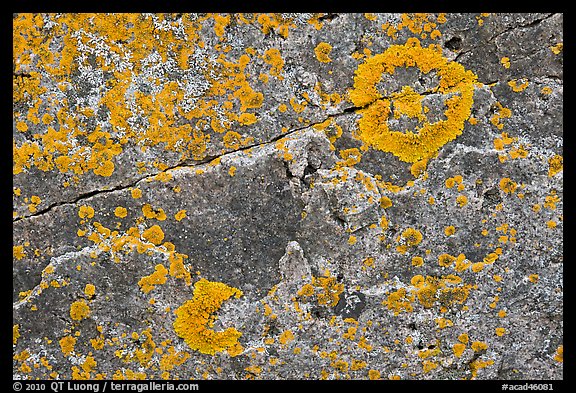 Close-up of lichen on granite, Schoodic Peninsula. Acadia National Park, Maine, USA.