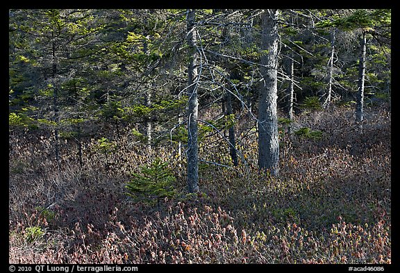 Forest and berry plants in winter, Isle Au Haut. Acadia National Park, Maine, USA.