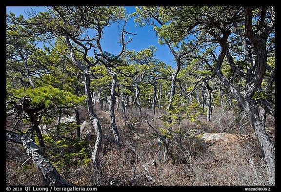 Pine forest, Isle Au Haut. Acadia National Park, Maine, USA.