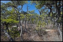 Pine forest, Isle Au Haut. Acadia National Park, Maine, USA. (color)