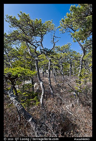Stunted pines, Isle Au Haut. Acadia National Park, Maine, USA.