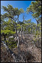 Stunted pines, Isle Au Haut. Acadia National Park, Maine, USA. (color)