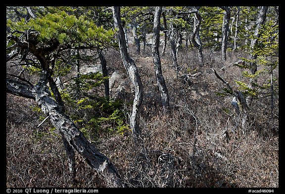 Twisted pine trees, Isle Au Haut. Acadia National Park, Maine, USA.